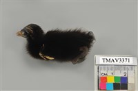 藏品(紅冠水雞)的圖片